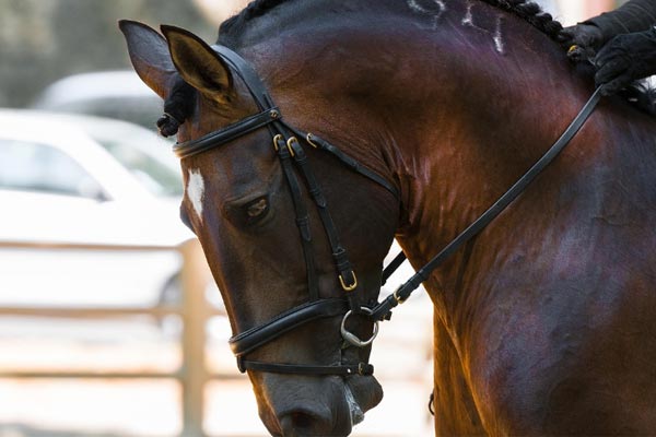 Boka Gothenburg Horse Show Göteborg 2026