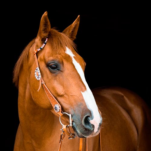 Boka Gothenburg Horse Show i Göteborg 2026