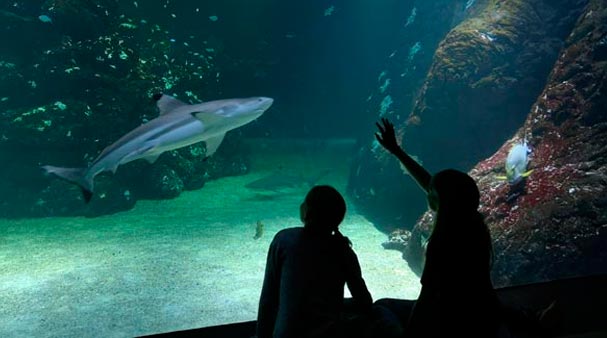 Se hajar på Universeum i Göteborg